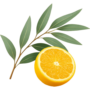 revitalizing-lemon-eucalyptus